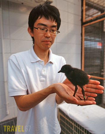 Veterinary staff member with young Okinawa Rail