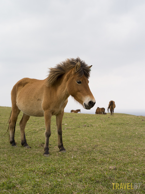 Yonaguni Pony