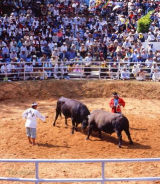 Bull on Bull wresting in Gushikawa, Okinawa.