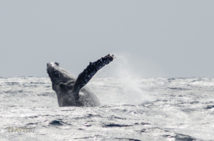 Humpback Whale Breaches off the coast of Ie Island, Okinawa, Japan