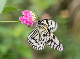 Idea leuconoe - The Paper Kite, Rice Paper, or Large Tree Nymph butterfly , Aka Island, Kerama Islands, Okinawa, Japan