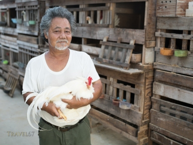 Iha-san with his chan chickens チャーン that are native to Okinawa. Uruma City, Okinawa.