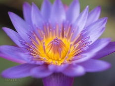 Water lily, Nymphaeaceae, water lilies, flower