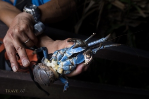 Coconut Crab ( Birgus latro ) monitoring in Motobu, Okinawa, Japan the northern most habitat of the species. Marine biologist Shinichiro Oka holding a female crab with fertilized eggs.